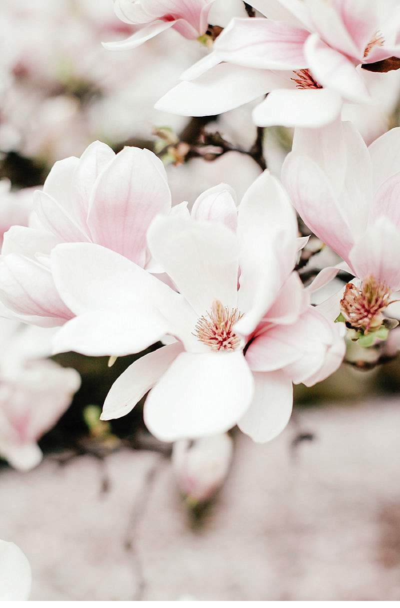 brautinspirationen-magnolienblueten_0022
